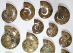 Lot: - Polished Whole Ammonite Fossils - Pieces #116636-2